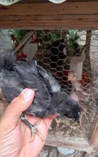 تعدادی جوجه ۲۵ روزه محلی