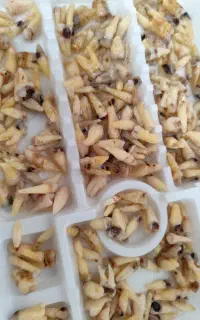 دندان کشیده شده