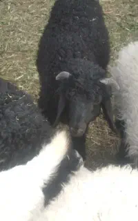 بره