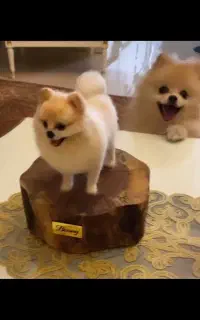 باکس سگ