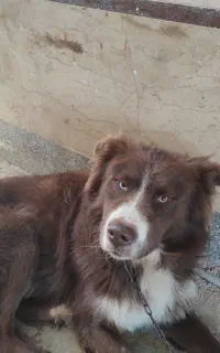 واگذاری یک قلاده سگ هاسکی قهوه ای چشم دو رنگ