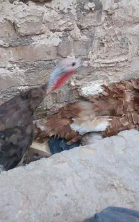 خروس