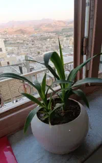 گل طبیعی