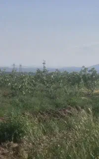 ۹۶۰عدد درخت پسته ۱۴ ساله قیمت ۱۸۰۰