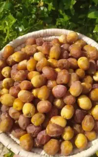 رطب برحی