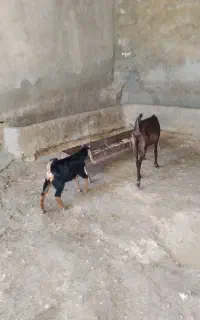 ماژین