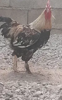 خروس جوان و درشت