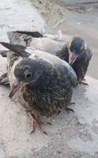کبوتر
