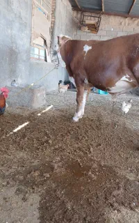 گاو نر سیمنتال اصل