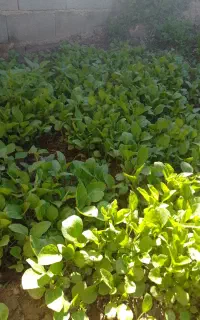 نهال بادمجان