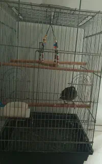 مرغ مینا سخنگو