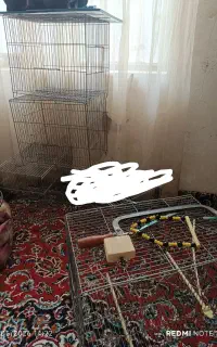 قفس