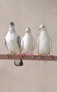 کفتر تهرانی ساعت بالا