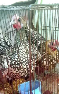 مرغ مینیاتوری تخم گذار