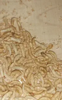 شفیره کرم میلورم