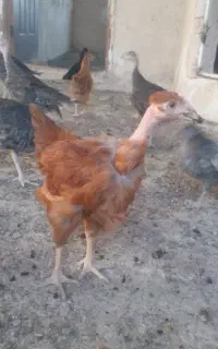 جوجه مرغ و خروس