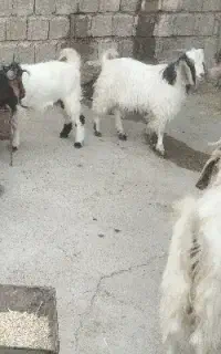 بزغاله نر