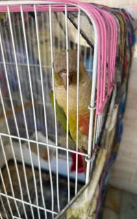 طوطی گرینچیک