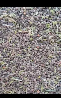 گاودانه