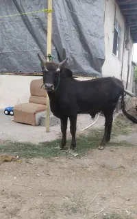 ورزا.گاو