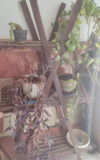 پایه گل وگل طبیعی