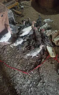 جوجه بوقلمون