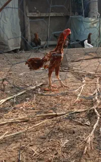 خروس لاری ابرش