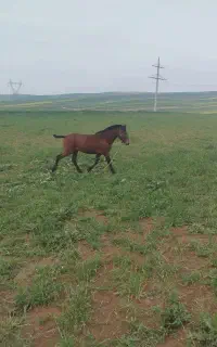 اسب دوساله