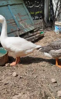 غاز جوان ۲عدد