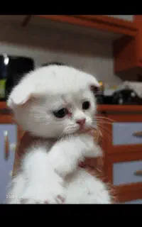 واگذاری گربه اسکاتیش جذاب