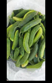 فروش خیار