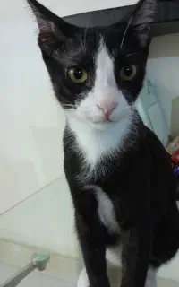 واگذاری بچه گربه ۴ ماهه