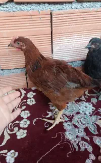 جوجه محلی ۸۰۰ گرمی