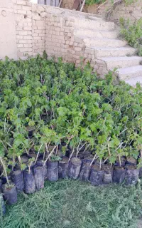 انگور گلدانی نهالستان فلاحی