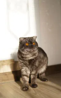جفت گیری