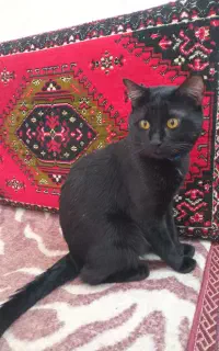 گربه نیمه اهلی گمشده