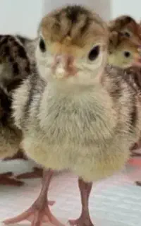 بوقلمون برنز ۶ روزه
