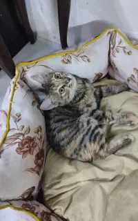 گربه