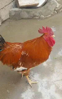 خروس محلی