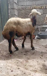 بره قوچ بروجردی لخت