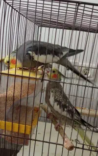 پرنده