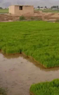 فروش سینی نشا