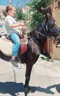 اسب اصیل کورد