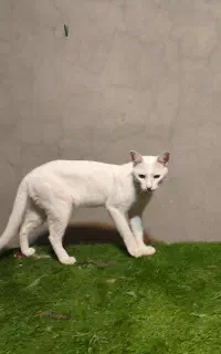 فروش گربه وانانکارا