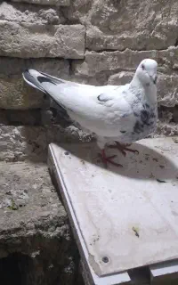 سار دم ماده ب شرط