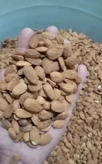 مغز بادام شیرین