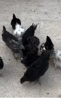 جوجه برهما و جوجه بومی گلین