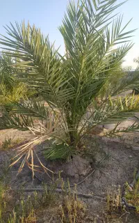 خانه باغ