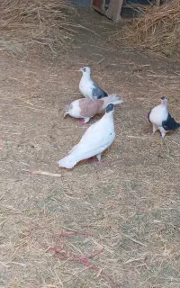 کفتر