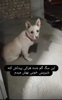 سگ پا کوتاه